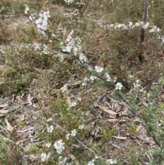 Leptospermum myrsinoides at suppressed - 13 Oct 2023 11:09 AM