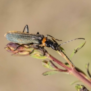 Chauliognathus lugubris at Paddys River, ACT - 13 Oct 2023