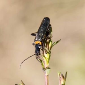 Chauliognathus lugubris at Paddys River, ACT - 13 Oct 2023