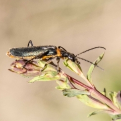 Chauliognathus lugubris at Paddys River, ACT - 13 Oct 2023