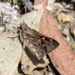 Trapezites phigalioides at Paddys River, ACT - 13 Oct 2023