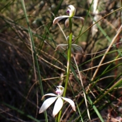 Caladenia ustulata (Brown Caps) at Aranda Bushland - 9 Oct 2023 by CathB