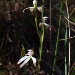 Caladenia ustulata at Belconnen, ACT - 9 Oct 2023