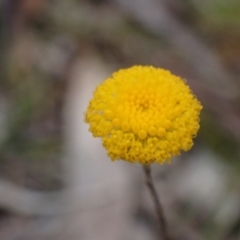 Leptorhynchos tenuifolius (Wiry Buttons) at Stawell, VIC - 13 Oct 2023 by AnneG1