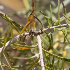 Pempsamacra dispersa (Longhorn beetle) at Paddys River, ACT - 13 Oct 2023 by SWishart