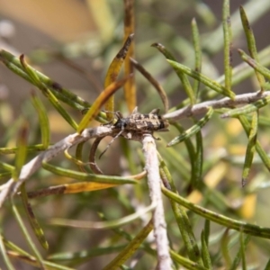 Pempsamacra dispersa at Paddys River, ACT - 13 Oct 2023