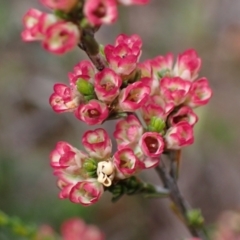 Micromyrtus ciliata (Fringed Heath-myrtle) at Stawell, VIC - 13 Oct 2023 by AnneG1