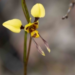 Diuris sulphurea (Tiger Orchid) at Paddys River, ACT - 13 Oct 2023 by SWishart