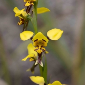 Diuris sulphurea at Paddys River, ACT - 13 Oct 2023