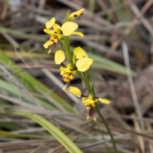 Diuris sulphurea at Paddys River, ACT - 13 Oct 2023