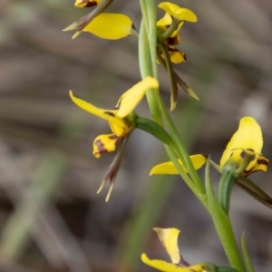 Diuris sulphurea at Paddys River, ACT - 13 Oct 2023