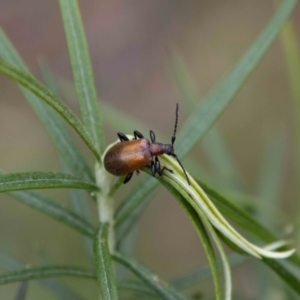 Ecnolagria grandis at Paddys River, ACT - 13 Oct 2023 12:50 PM