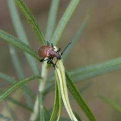 Ecnolagria grandis at Paddys River, ACT - 13 Oct 2023 12:50 PM