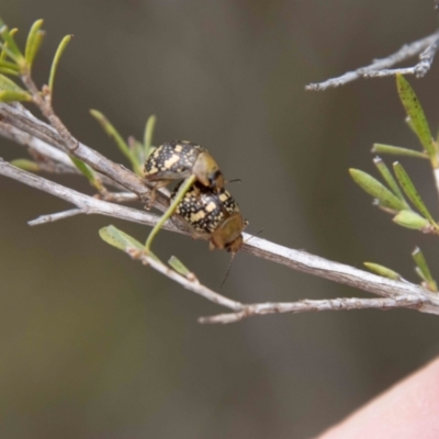Paropsis pictipennis (Tea-tree button beetle) at Paddys River, ACT - 13 Oct 2023 by SWishart