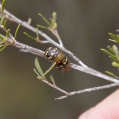 Paropsis pictipennis at Paddys River, ACT - 13 Oct 2023 01:06 PM