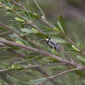 Philobota lysizona at Paddys River, ACT - 13 Oct 2023 01:08 PM