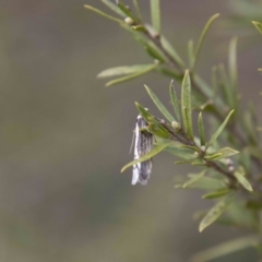 Philobota lysizona at Paddys River, ACT - 13 Oct 2023 01:08 PM