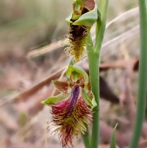 Calochilus montanus at Belconnen, ACT - 15 Oct 2023