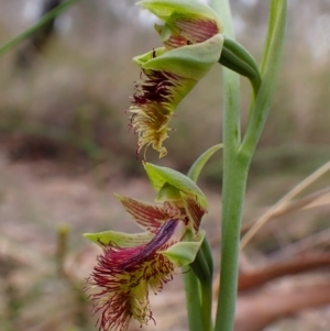 Calochilus montanus at Belconnen, ACT - 15 Oct 2023