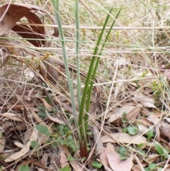 Calochilus montanus at Belconnen, ACT - 15 Oct 2023