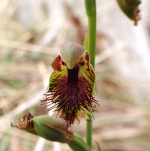 Calochilus montanus at Belconnen, ACT - 15 Oct 2023