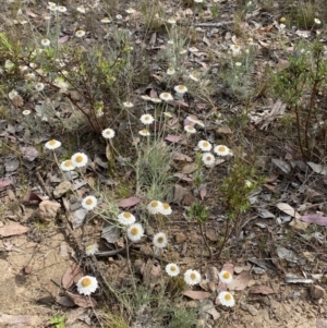 Leucochrysum albicans subsp. tricolor at Jerrabomberra, NSW - 15 Oct 2023