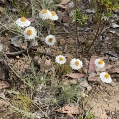 Leucochrysum albicans subsp. tricolor at Jerrabomberra, NSW - 15 Oct 2023