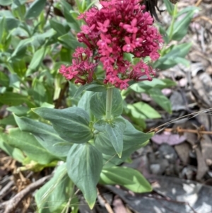 Centranthus ruber at Jerrabomberra, NSW - 15 Oct 2023