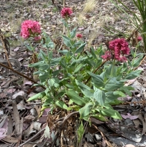 Centranthus ruber at Jerrabomberra, NSW - 15 Oct 2023 03:47 PM