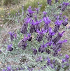 Lavandula stoechas (Spanish Lavender or Topped Lavender) at Jerrabomberra, NSW - 15 Oct 2023 by SteveBorkowskis