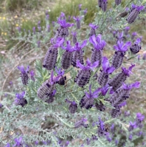 Lavandula stoechas at Jerrabomberra, NSW - 15 Oct 2023 03:46 PM