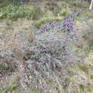 Lavandula stoechas at Jerrabomberra, NSW - 15 Oct 2023 03:46 PM