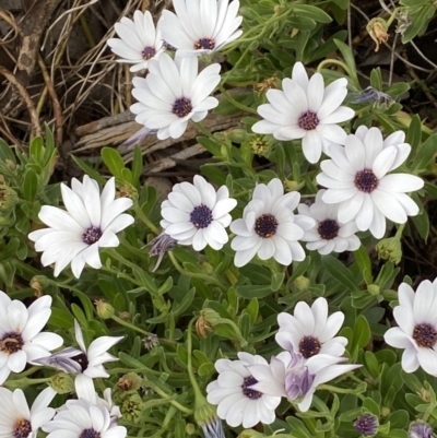 Dimorphotheca ecklonis (African Daisy) at Jerrabomberra, NSW - 15 Oct 2023 by SteveBorkowskis