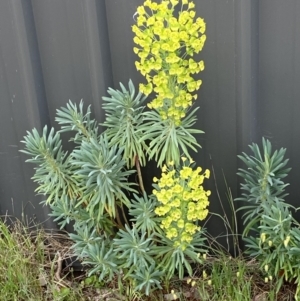 Euphorbia characias at Jerrabomberra, NSW - 15 Oct 2023