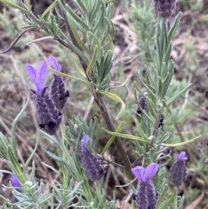 Lavandula stoechas at Jerrabomberra, NSW - 15 Oct 2023