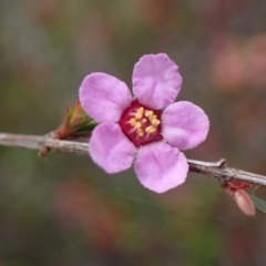 Euryomyrtus ramosissima subsp. ramosissima (Rosy Baeckea, Rosy Heath-myrtle) at Stawell, VIC - 13 Oct 2023 by AnneG1