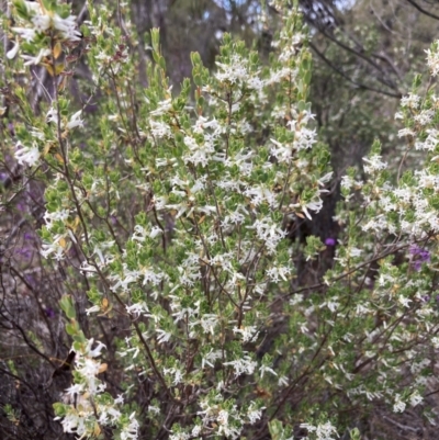 Brachyloma daphnoides (Daphne Heath) at Stawell, VIC - 13 Oct 2023 by AnneG1