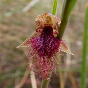 Calochilus platychilus at Belconnen, ACT - suppressed