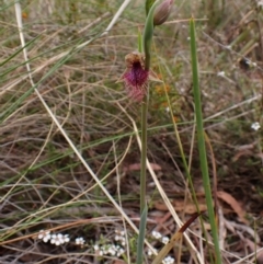 Calochilus platychilus at Belconnen, ACT - suppressed