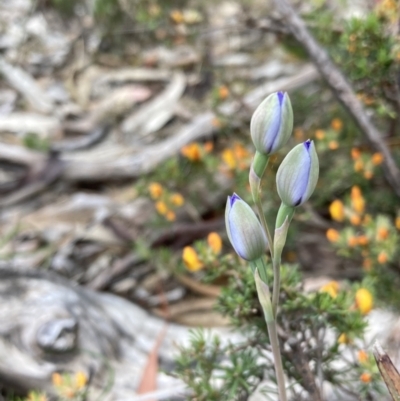 Thelymitra sp. (A Sun Orchid) at Stawell, VIC - 12 Oct 2023 by AnneG1