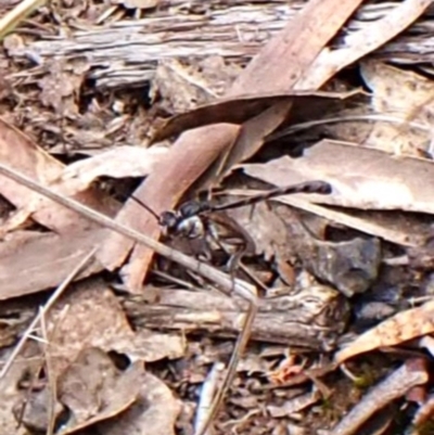 Gasteruption sp. (genus) (Gasteruptiid wasp) at Aranda Bushland - 15 Oct 2023 by CathB