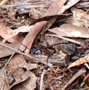 Gasteruption sp. (genus) at Belconnen, ACT - 15 Oct 2023