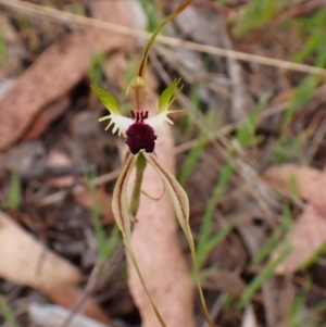 Caladenia atrovespa at Belconnen, ACT - suppressed