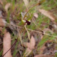 Caladenia atrovespa at Belconnen, ACT - suppressed