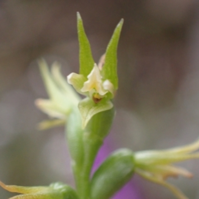 Prasophyllum lindleyanum (Green Leek Orchid) at Deep Lead, VIC - 13 Oct 2023 by AnneG1