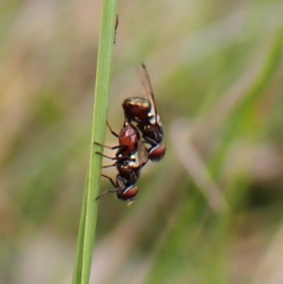 Rivellia sp. (genus) (Signal fly) at Belconnen, ACT - 15 Oct 2023 by CathB