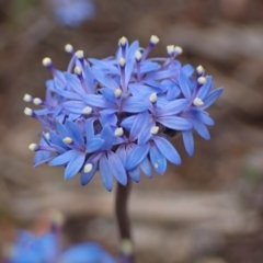 Brunonia australis (Blue Pincushion) at Deep Lead, VIC - 13 Oct 2023 by AnneG1