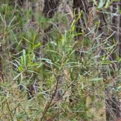 Dodonaea viscosa subsp. angustissima (Hop Bush) at Isaacs Ridge - 15 Oct 2023 by Mike