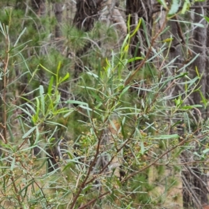 Dodonaea viscosa subsp. angustissima at Isaacs, ACT - 15 Oct 2023 04:54 PM