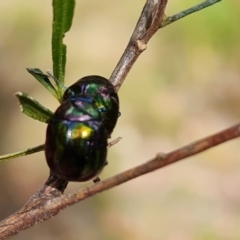 Callidemum hypochalceum (Hop-bush leaf beetle) at Isaacs Ridge - 15 Oct 2023 by Mike